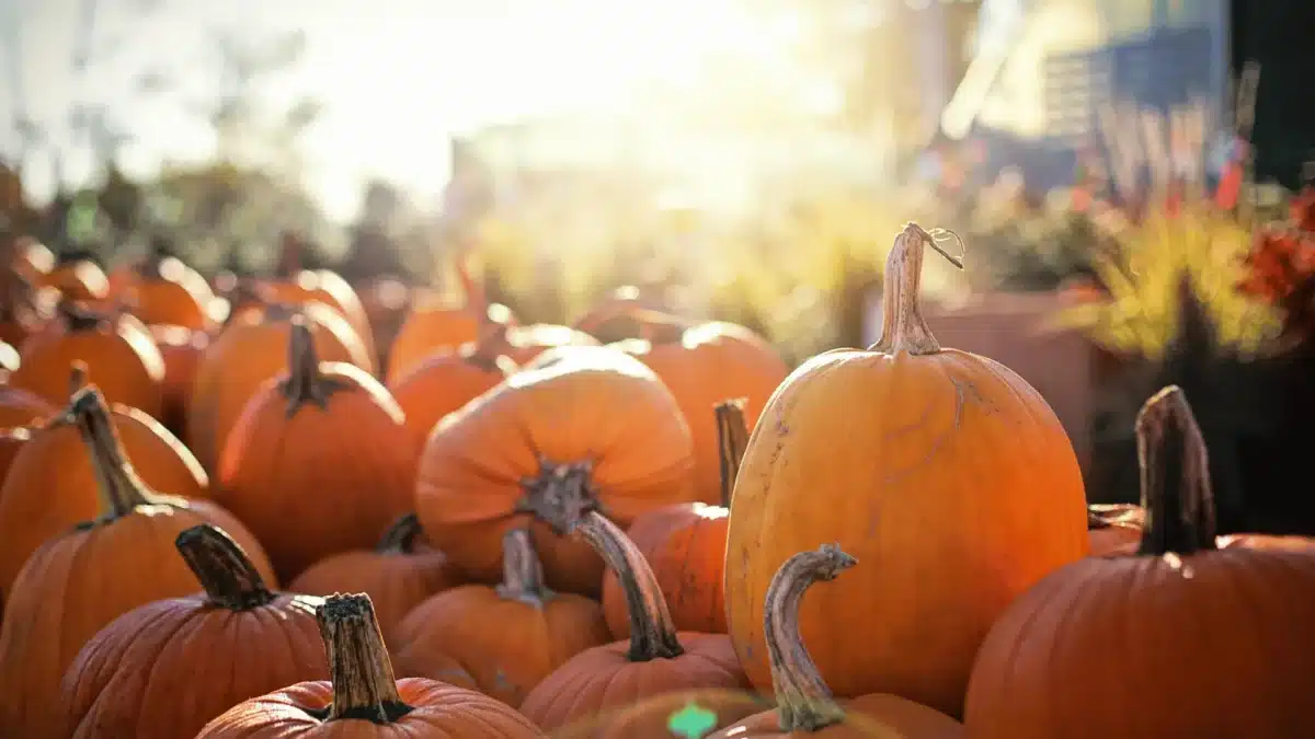 Pearland Fall Festival